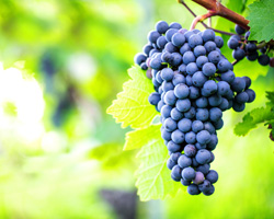 Boissons alcoolis&eacute;es